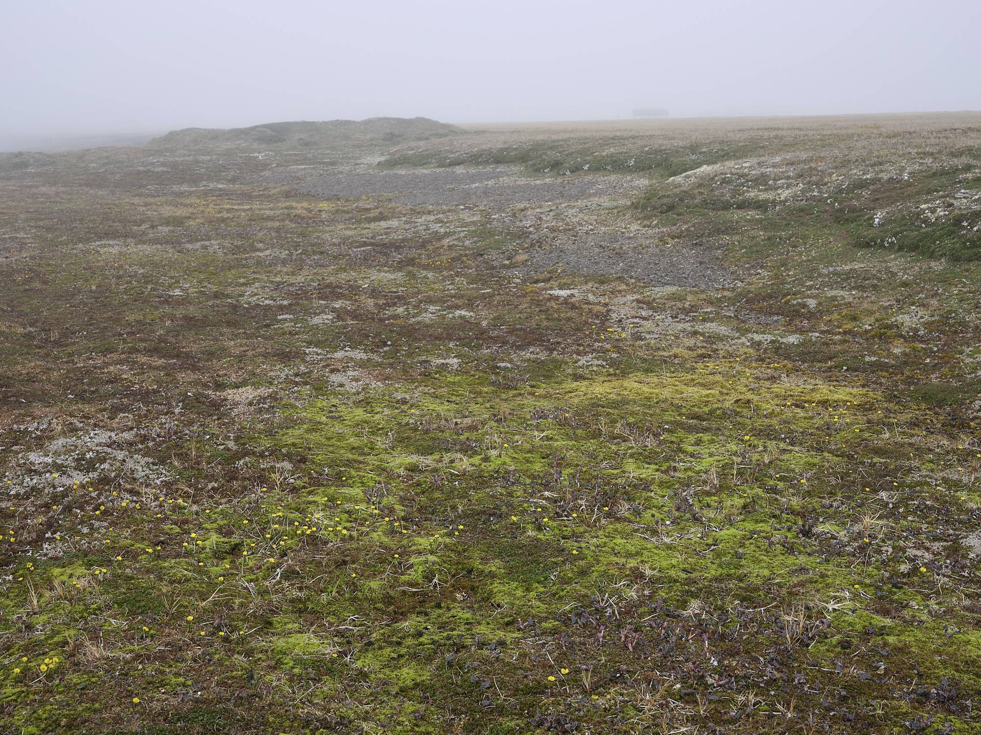 The tundra. A landscape with green, yellow and red plants covering the ground.